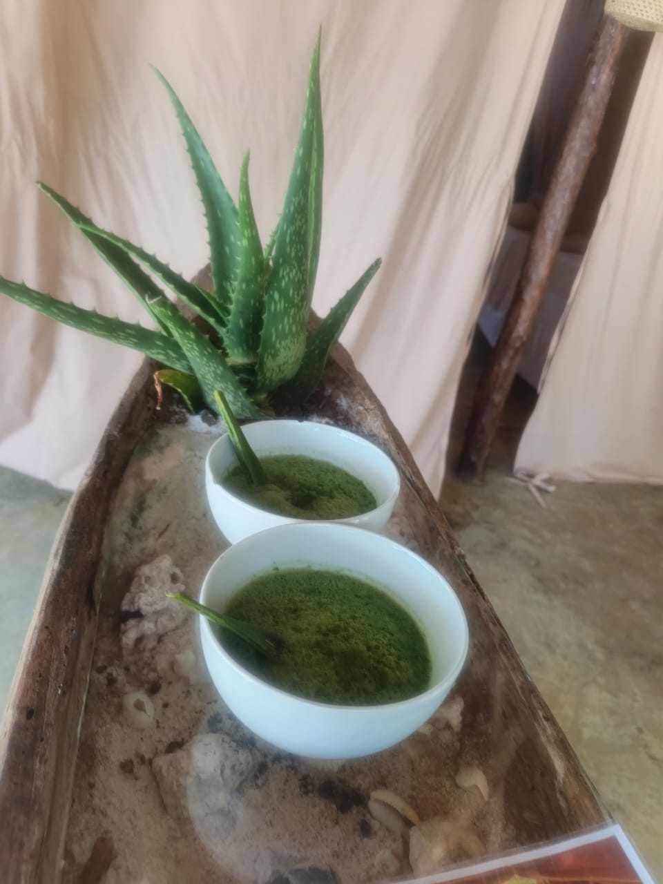 Aloe vera bowls